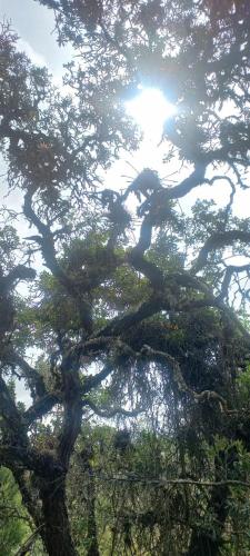 a tree with branches with the sun shining through it at Hacienda la Aurora Finca agroturística in Sotaquirá