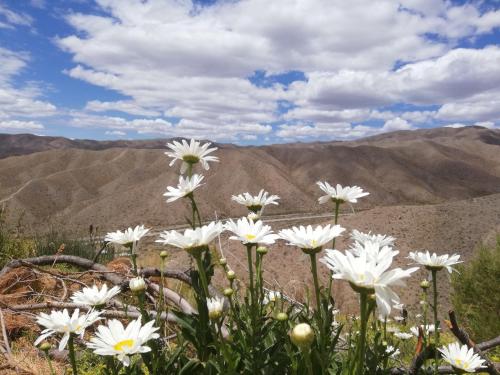 a field of white flowers with mountains in the background at Vidatierra in Potrerillos