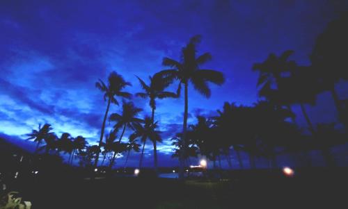 a group of palm trees on the beach at night at Dolphin Heads - Resort Unit - Absolute Beachfront! - Whitsunday Getaway! in Mackay