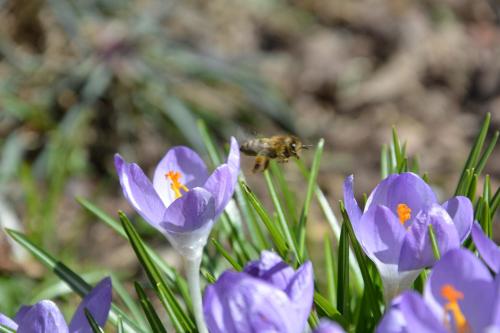 a bee sitting on top of purple flowers at Weingut Seiner vlg. Kraxner in Greisdorf