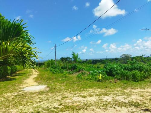 ルセナにあるCasa de campo, perto da praiaの椰子の木の畑の未舗装道路