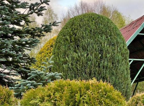 un grand bush au milieu d'un jardin dans l'établissement Matylda dom nad jeziorem,Kaszuby Nowe Czaple, à Nowe Czaple