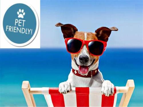 a dog wearing sunglasses sitting on a beach chair at Hotel Apartamentos Londres La Manga in La Manga del Mar Menor