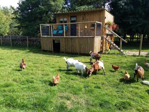 a group of chickens in a field with a building at Le Cabanon in Dangeau