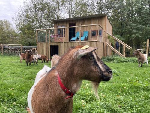 grupa kóz na polu z budynkiem w obiekcie Le Cabanon w mieście Dangeau