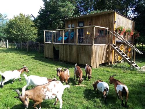 a group of goats in a field near a building at Le Cabanon in Dangeau