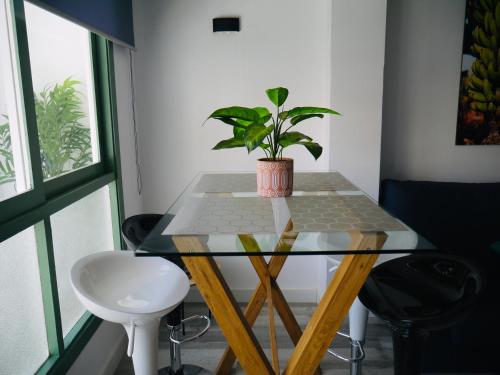 a plant sitting on a glass table in a room at Macaronesia Home in Santa Cruz de Tenerife