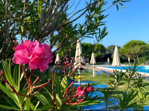 格拉多的住宿－Calilla Home - appartamento Maestrale，游泳池前的粉红色花朵,上面有遮阳伞