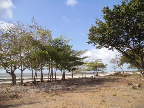 a group of trees on a sandy beach at Chateu Soneca in Algodoal