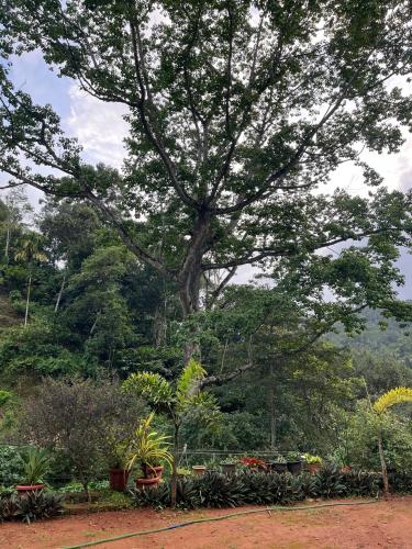 a tree in a park with a bunch of plants at Mount court munnar in Munnar