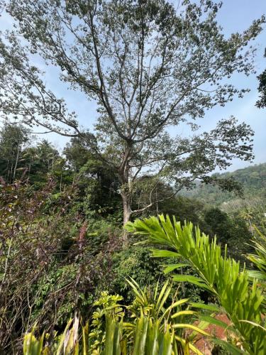 a tree in the middle of a forest at Mount court munnar in Munnar