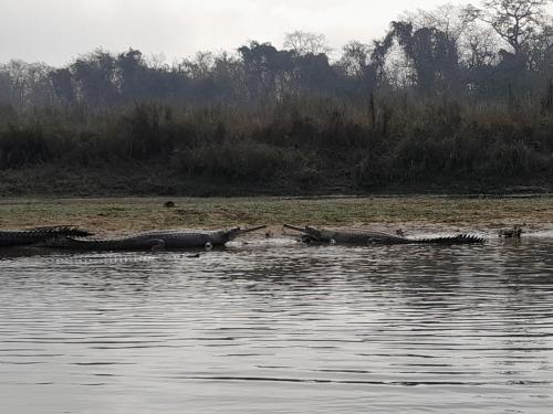 two hippos laying on the shore of a body of water at Crocodile Safari Camp in Chitwan