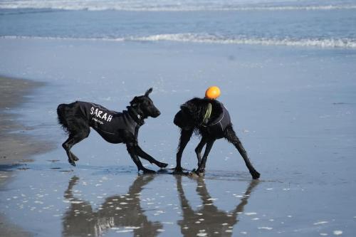two dogs playing with an orange ball on the beach at ワンちゃんと泊まれるコテージ　西野納屋 in Kujukuri