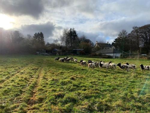 a herd of sheep running through a field at Rushford Shepherd's Hut in Newton Abbot