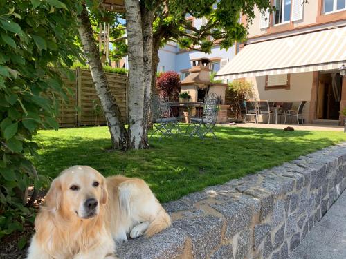 un chien posé sur un mur de pierre dans une cour dans l'établissement Chez Michèle et Philippe, à Munster