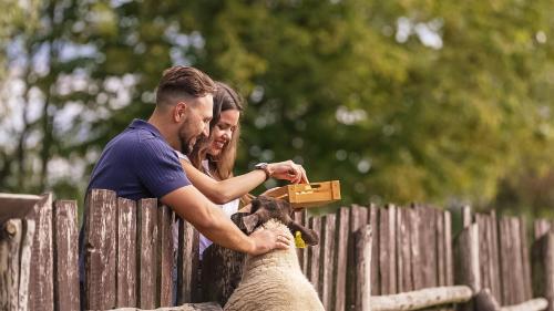 a man and woman petting a sheep over a fence at penzion Dvorce in Třeboň