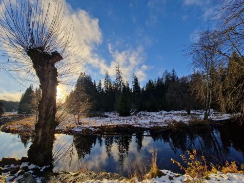 a tree in the snow with a reflection in the water at Apartmán Stožec in Stožec