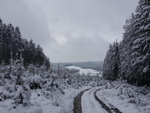 a dirt road covered in snow next to trees at die alte schule-studio in Alfersteg