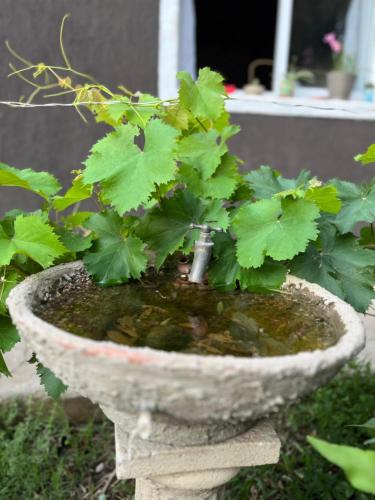 a plant in a stone pot with green plants at Casa Villa Alba Carpinteria in Carpintería