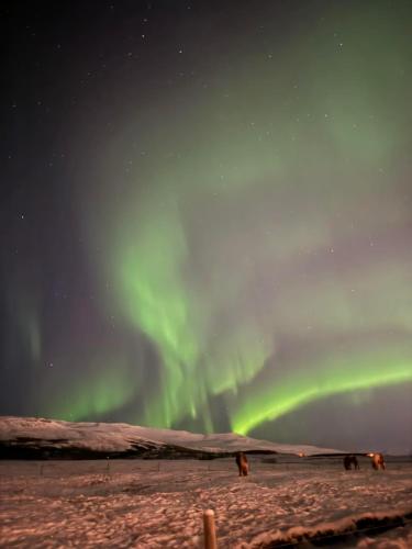 an aurora in the sky over a snowy field at Hotel Kjarnalundur- Aurora Dream - Lodges and Rooms in Akureyri