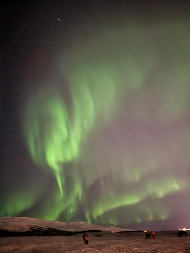 an image of the aurora in the sky at Hotel Kjarnalundur- Aurora Dream - Lodges and Rooms in Akureyri