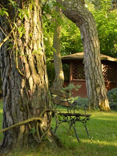 a park bench sitting next to two trees at Leśny Dworek in Wyszków