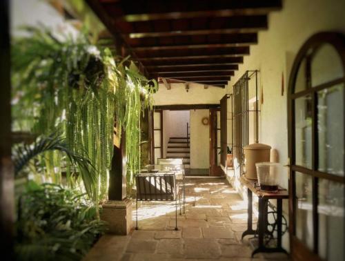 a patio with plants and a chair in a building at Cacao Boutique Hotel in Antigua Guatemala