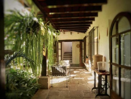 un patio con plantas y una silla en un edificio en Cacao Boutique Hotel en Antigua Guatemala