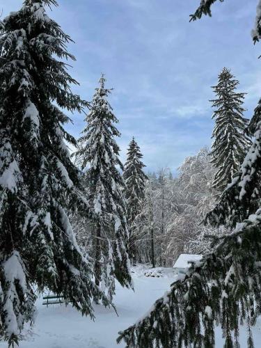 a snow covered forest with snow covered trees at House Menchul in Mala Uhol'ka