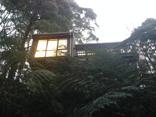 a house with a light in the middle of trees at Sassafras Treehouse Private home in the Dandenong Ranges, Victoria in Sassafras