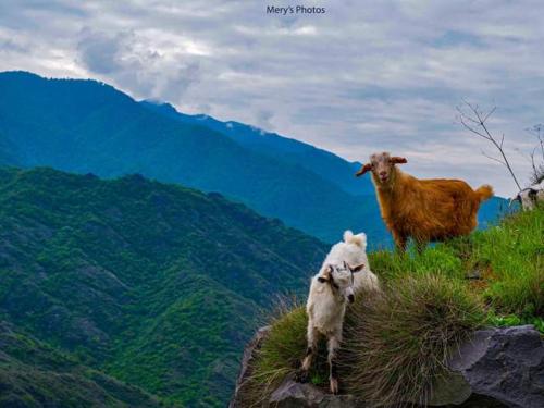 two goats standing on top of a mountain at Tsatʼer Guest House in Tsatʼer