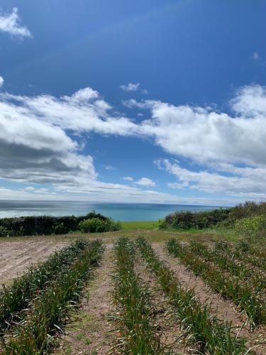 a field of crops with the ocean in the background at Tregantle Farm Eco GLAMPSITE in Torpoint