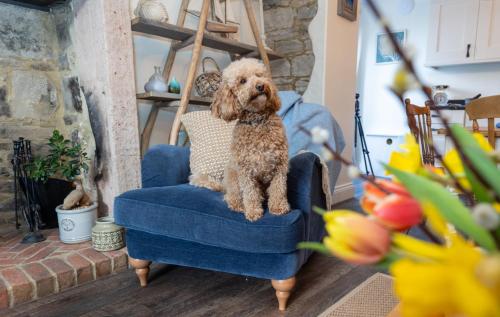 a small dog sitting in a blue chair at Rose Cottage by Coast & Country Stays in Beadnell