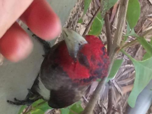 a red bird is sitting on a tree branch at Chuiba Bay lodge in Pemba