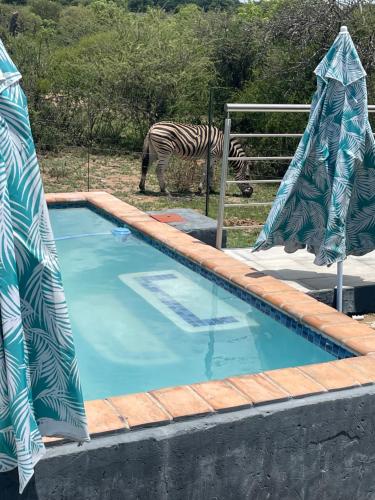 a zebra is standing next to a swimming pool at Kings view exclusive villas (KVEV) in Pretoria-Noord