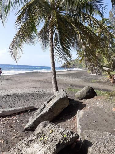 a palm tree and rocks on a beach with the ocean at Gites Kas'a Flo in Trois-Rivières
