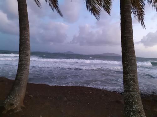 a view of the ocean from between two palm trees at Gites Kas'a Flo in Trois-Rivières