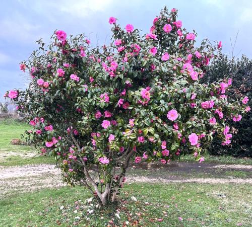 a bush of pink roses in a garden at Hent Ar Mor - Elégante Demeure Trébeurden in Trébeurden