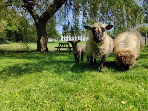 two sheep standing in the grass next to a picnic table at Lianko - Vakantiewoning in Bekkevoort