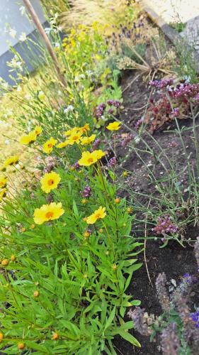 a garden with yellow flowers and other plants at Ferienhaus Hinterlandswald in Schlangenbad
