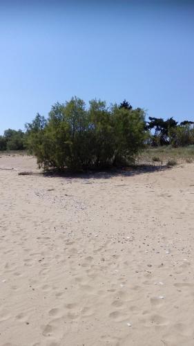 a bush on a sandy beach with trees in the background at Sea melodies apartment 1 in Koroni