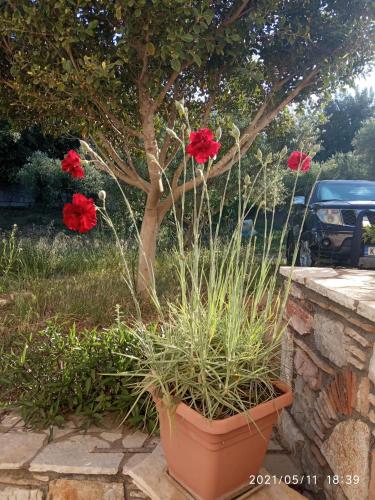 a plant in a pot next to a tree at Sea melodies apartment 1 in Koroni