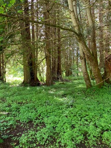 a forest filled with green plants and trees at Mountain Meadows Inn & Chalet Suites in Ashford