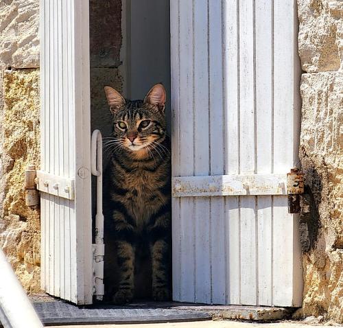 a cat standing in the doorway of a door at Le Bonheur- Suite Cognac in Hiersac