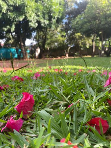a field of pink flowers in a park at Pousada Recanto dos Sonhos in Alto Paraíso de Goiás