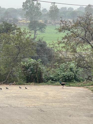 a group of birds standing on the side of a road at Tekri Farms and Retreat in Ujjain