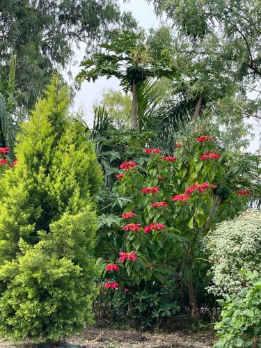 un jardin avec des fleurs rouges et des buissons verts dans l'établissement Tekri Farms and Retreat, à Ujjain