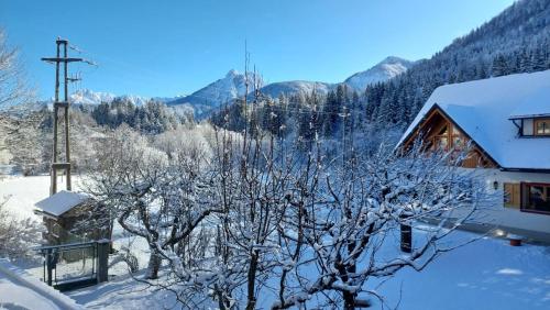 a tree covered in snow next to a house at Mountain Apartment Rododendro in Tarvisio