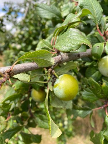 Les Fruits du Passau – Photos 3