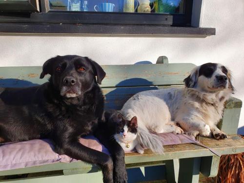 dois cães e um gato deitados num banco em Greatlawne em Killarney